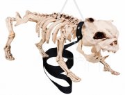 Hunde Skelett