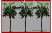 Palme